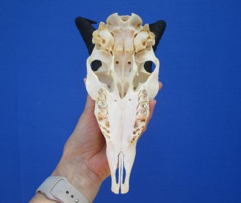 Male African Springbok Skull for Sale with 9-1/4 inches Horns <font color=red> Good Quality</font> (MISSING TEETH) for $69.99