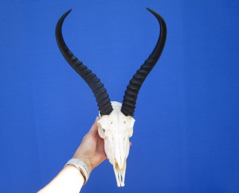 Large Male African Springbok Skull with 12-1/4 inches Horns <font color=red> Good Quality</font> for $79.99