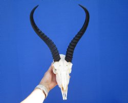 Large Male African Springbok Skull with 12-1/4 inches Horns <font color=red> Good Quality</font> for $79.99