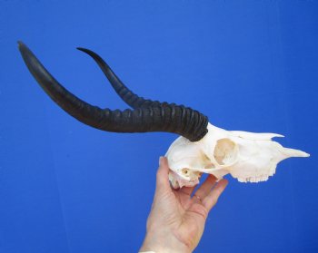 Large Male African Springbok Skull with 12-1/4 inches Horns <font color=red> Good Quality</font> for $79.99