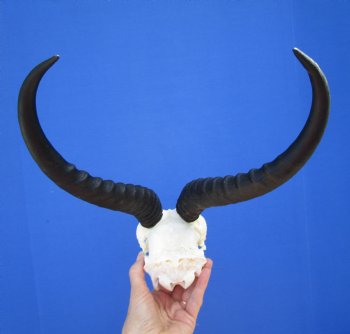 Large Male African Springbok Skull with 12-1/4 inches Horns <font color=red> Good Quality</font> for $79.99