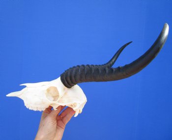 Large Male African Springbok Skull with 12-1/4 inches Horns <font color=red> Good Quality</font> for $79.99