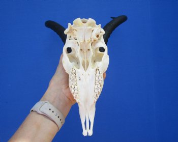 Large Male African Springbok Skull with 12-1/4 inches Horns <font color=red> Good Quality</font> for $79.99