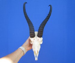 Huge Male African Springbok Skull with 13 inches Horns <font color=red> Good Quality</font> (loose horns; missing few teeth) for $79.99