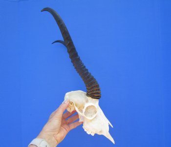 Huge Male African Springbok Skull with 13 inches Horns <font color=red> Good Quality</font> (loose horns; missing few teeth) for $79.99