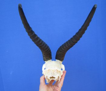 Huge Male African Springbok Skull with 13 inches Horns <font color=red> Good Quality</font> (loose horns; missing few teeth) for $79.99