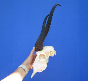 Huge Male African Springbok Skull with 13 inches Horns <font color=red> Good Quality</font> (loose horns; missing few teeth) for $79.99