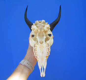 Huge Male African Springbok Skull with 13 inches Horns <font color=red> Good Quality</font> (loose horns; missing few teeth) for $79.99