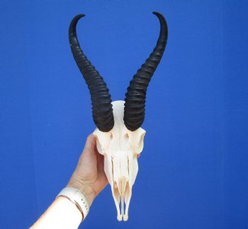 Male African Springbok Skull with 9-3/4 inches Horns - Buy this one for $69.99