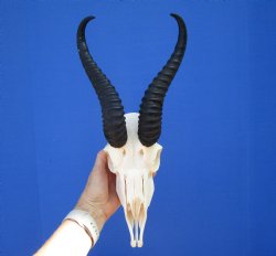 Male African Springbok Skull with 9-3/4 inches Horns - Buy this one for $69.99