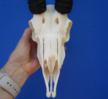 Male African Springbok Skull with 9-3/4 inches Horns - Buy this one for $69.99