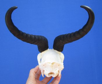 Male African Springbok Skull with 9-3/4 inches Horns - Buy this one for $69.99