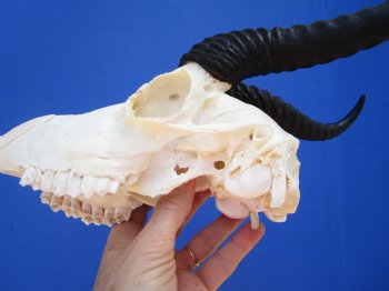 Male African Springbok Skull with 9-3/4 inches Horns - Buy this one for $69.99