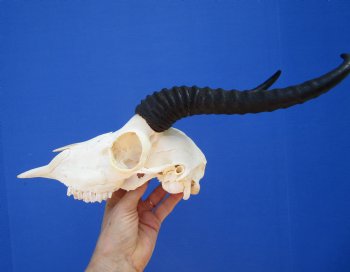 Male African Springbok Skull with 9-3/4 inches Horns - Buy this one for $69.99