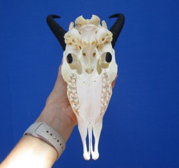 Male African Springbok Skull with 9-3/4 inches Horns - Buy this one for $69.99