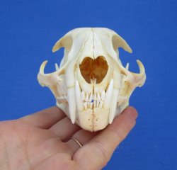 4-3/4 inches North American Bobcat Skull for $69.99