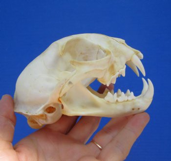 4-3/4 inches North American Bobcat Skull for $69.99
