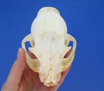 4-3/4 inches North American Bobcat Skull for $69.99