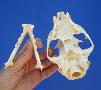4-3/4 inches North American Bobcat Skull for $69.99