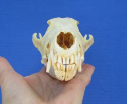 North American Coyote Skull, 7-1/2" x 3-3/4" - Buy this one for $44.99