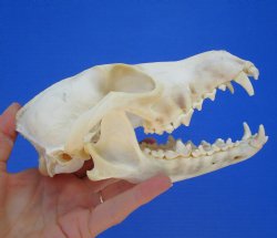 North American Coyote Skull, 7-1/4" by 3-1/2" - Buy this one for $44.99