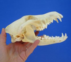 North American Coyote Skull, 7-1/2" x 3-3/4" - Buy this one for $44.99