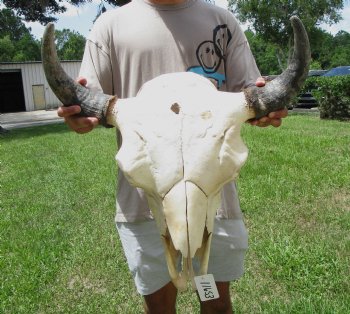Bison Skull, American Buffalo Skull, 22-1/2 inches wide  - Buy this one for $144.99 (Requires Large Box)
