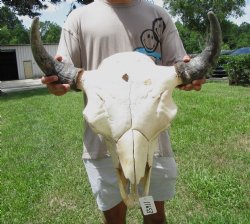 Bison Skull, American Buffalo Skull, 22-1/2 inches wide  - Buy this one for $144.99 (Requires Large Box)