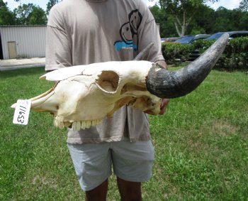 Bison Skull, American Buffalo Skull, 22-1/2 inches wide  - Buy this one for $144.99 (Requires Large Box)