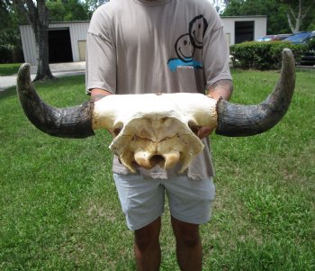 Bison Skull, American Buffalo Skull, 22-1/2 inches wide  - Buy this one for $144.99 (Requires Large Box)