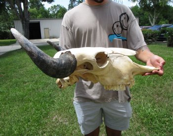 Bison Skull, American Buffalo Skull, 22-1/2 inches wide  - Buy this one for $144.99 (Requires Large Box)