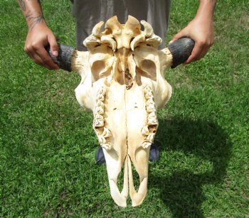 Bison Skull, American Buffalo Skull, 22-1/2 inches wide  - Buy this one for $144.99 (Requires Large Box)