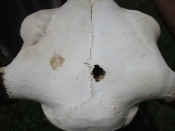 Bison Skull, American Buffalo Skull, 22-1/2 inches wide  - Buy this one for $144.99 (Requires Large Box)