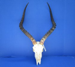Large Impala Antelo...