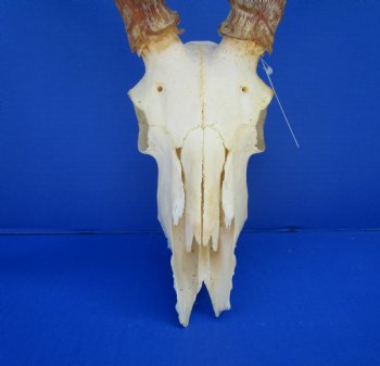Large Impala Antelope Skull with 22 inches horns <FONT COLOR=RED> Discount Grade B Quality </font>- Buy this one for $94.99
