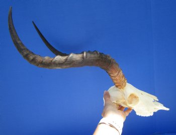 Large Impala Antelope Skull with 22 inches horns <FONT COLOR=RED> Discount Grade B Quality </font>- Buy this one for $94.99