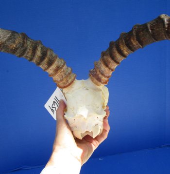 Large Impala Antelope Skull with 22 inches horns <FONT COLOR=RED> Discount Grade B Quality </font>- Buy this one for $94.99