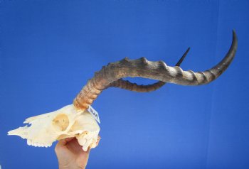 Large Impala Antelope Skull with 22 inches horns <FONT COLOR=RED> Discount Grade B Quality </font>- Buy this one for $94.99