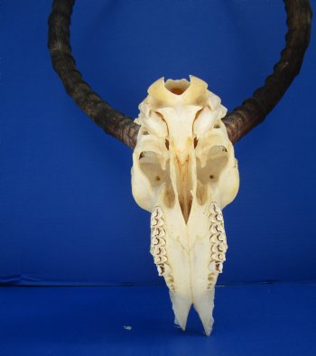 Large Impala Antelope Skull with 22 inches horns <FONT COLOR=RED> Discount Grade B Quality </font>- Buy this one for $94.99