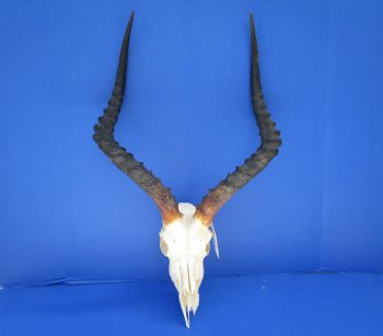 Large Impala Antelope Skull with 22 inches horns <FONT COLOR=RED> Discount Grade B Quality </font>- Buy this one for $94.99