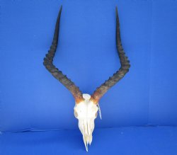 Large Impala Antelo...
