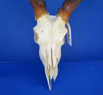 Large Impala Antelope Skull with 22 inches horns <FONT COLOR=RED> Discount Grade B Quality </font>- Buy this one for $94.99