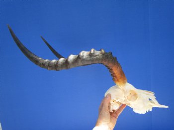 Large Impala Antelope Skull with 22 inches horns <FONT COLOR=RED> Discount Grade B Quality </font>- Buy this one for $94.99