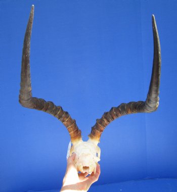 Large Impala Antelope Skull with 22 inches horns <FONT COLOR=RED> Discount Grade B Quality </font>- Buy this one for $94.99
