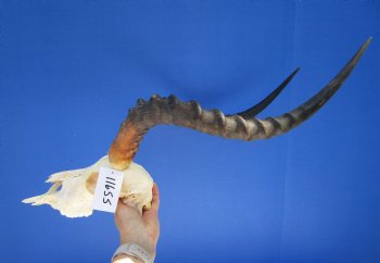 Large Impala Antelope Skull with 22 inches horns <FONT COLOR=RED> Discount Grade B Quality </font>- Buy this one for $94.99
