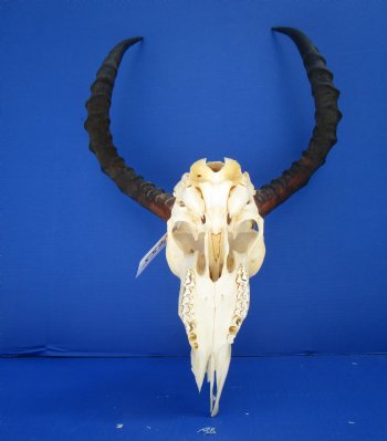 Large Impala Antelope Skull with 22 inches horns <FONT COLOR=RED> Discount Grade B Quality </font>- Buy this one for $94.99