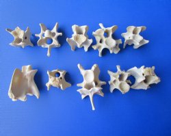 10 Wild Hog Neck Vertebrae Bones in Bulk 2-1/2 to 4 inches  for $2.25 each