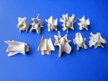 10 Wild Hog Neck Vertebrae Bones in Bulk 2-1/2 to 4 inches  for $2.25 each