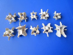 10 Wild Hog Neck Vertebrae Bones in Bulk 2 to 3-3/4 inches  for $2.25 each