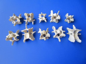 10 Wild Hog Neck Vertebrae Bones in Bulk 2 to 3-3/4 inches  for $2.25 each